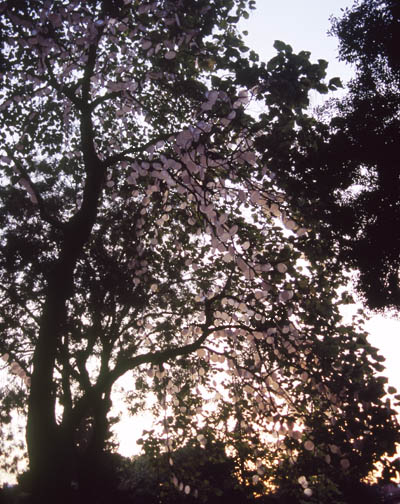 aap11a