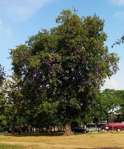artpublic_aapn1.jpg