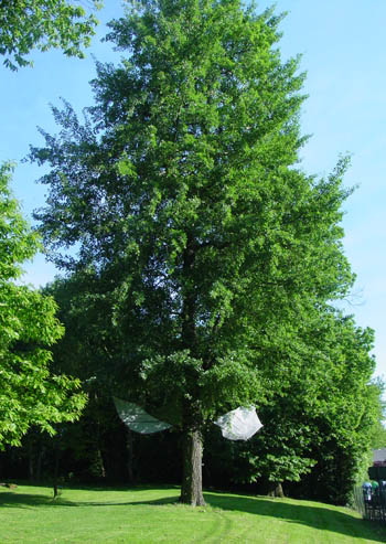 wingedtrees4a